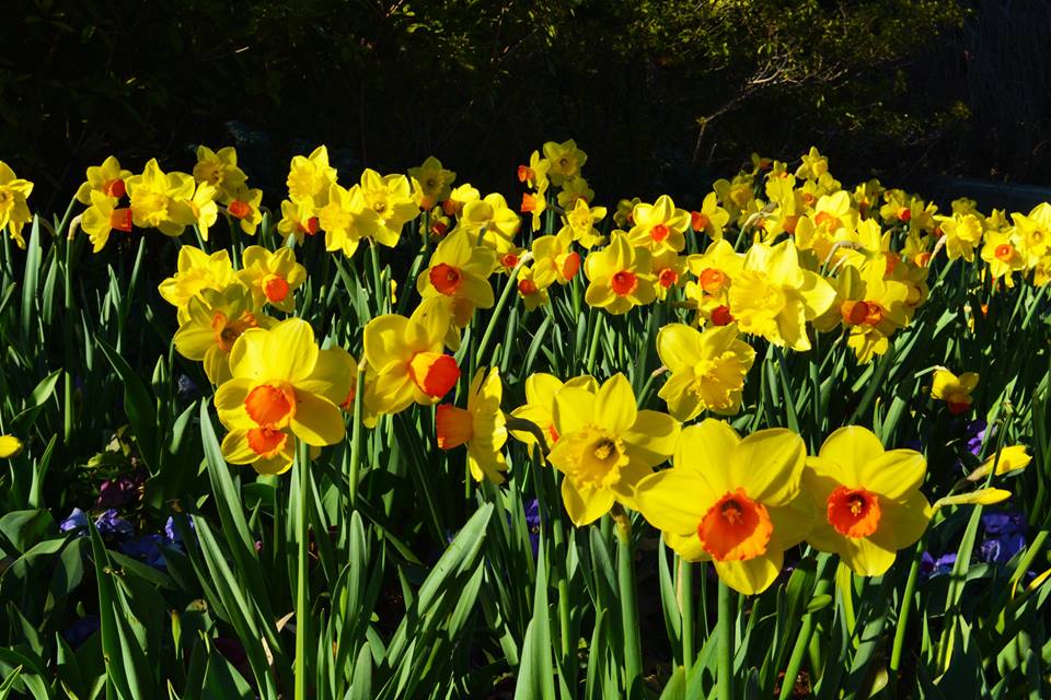 dallas blooms returns to Dallas this spring via genpink.com